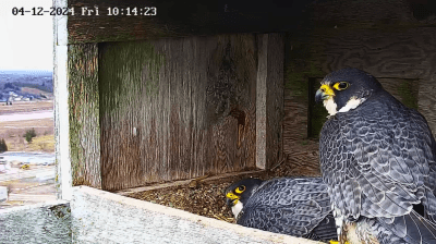 Peregrine Falcons| Les faucons pèlerins
