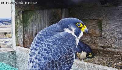 Male Peregrine Falcon | Un faucon pèlerin mâle