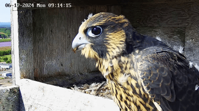 Peregine falcons | Faucons pèlerins