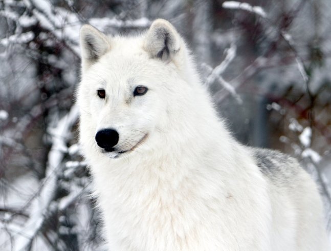 LOUP ARCTIQUE