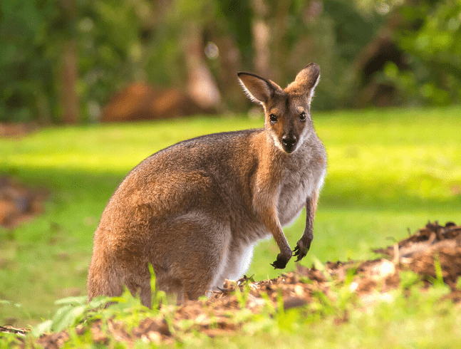 COMMENT POUVEZ-VOUS AIDER LES WALLABIES SAUVAGES