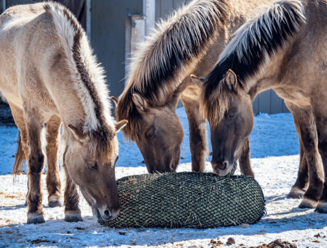 Tarpan Horse