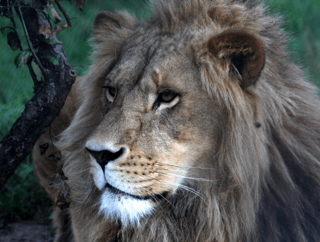 African lion