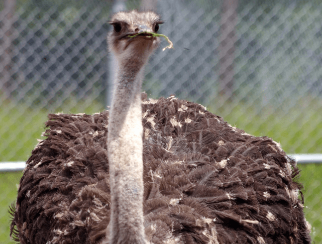 Ostrich