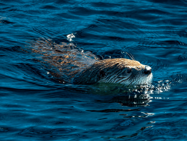 North American River Otter