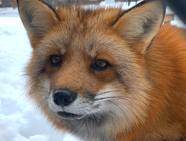 Red fox