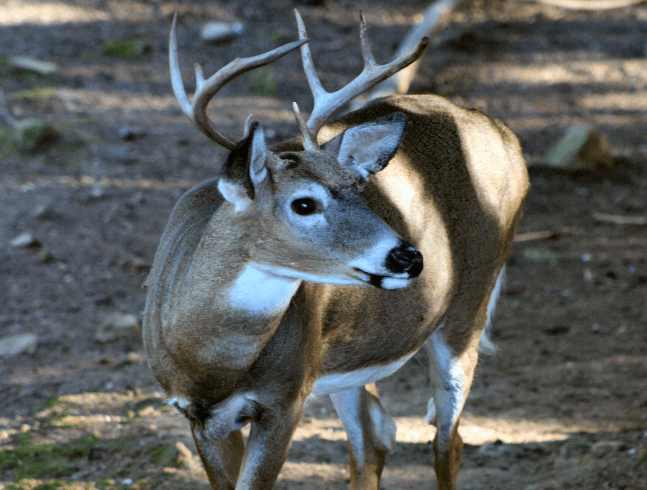 White-tailed deer