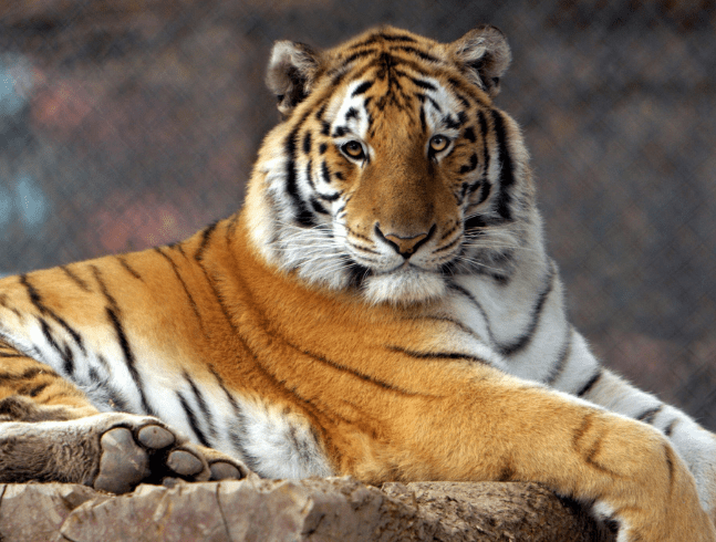 Amur Tiger