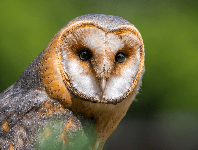 Barn Owl