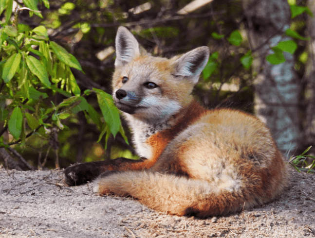 COMMENT POUVEZ-VOUS AIDER LES ANIMAUX DES BOIS SAUVAGES