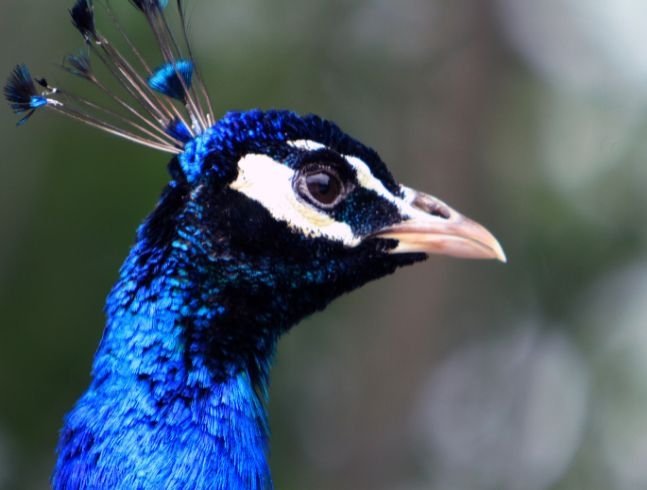 L’ANNÉE DES PLUMES ET DES ÉCAILLES