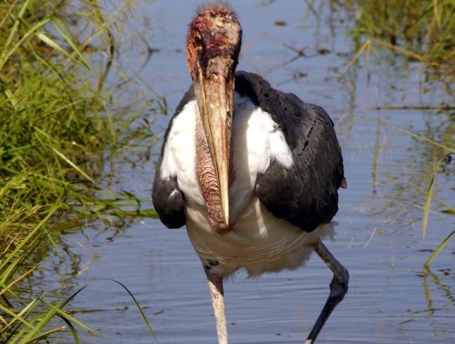 PLUS D'ANIMAUX QUI VIVENT EN AFRIQUE :