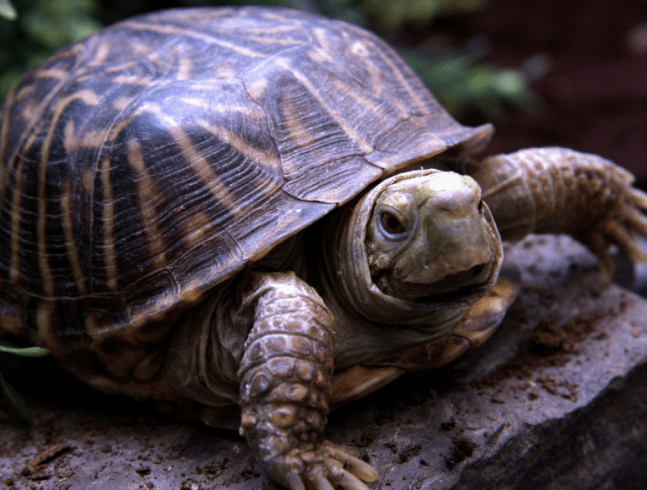 LE ZOO DE MAGNETIC HILL DÉFEND LES REPTILES