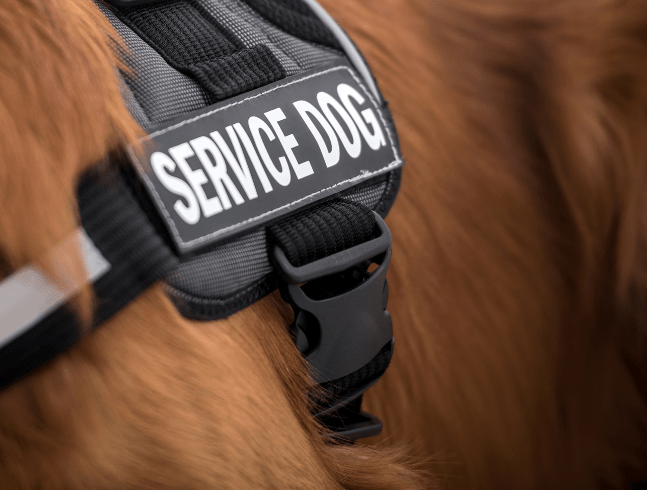 Chiens d’assistance dressés