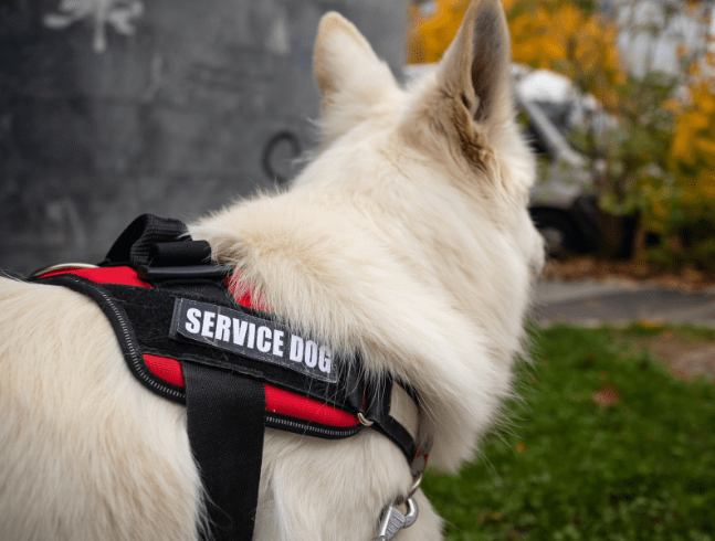 TRAINED SERVICE DOGS