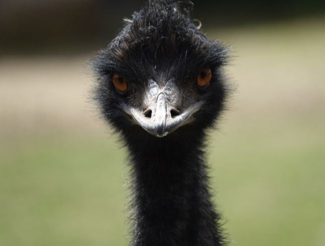 CE QUE VOUS POUVEZ FAIRE POUR AIDER LES ANIMAUX À PLUMES ET À ÉCAILLES DANS LA NATURE