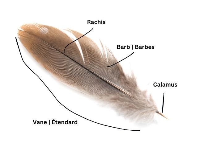 What is a feather?