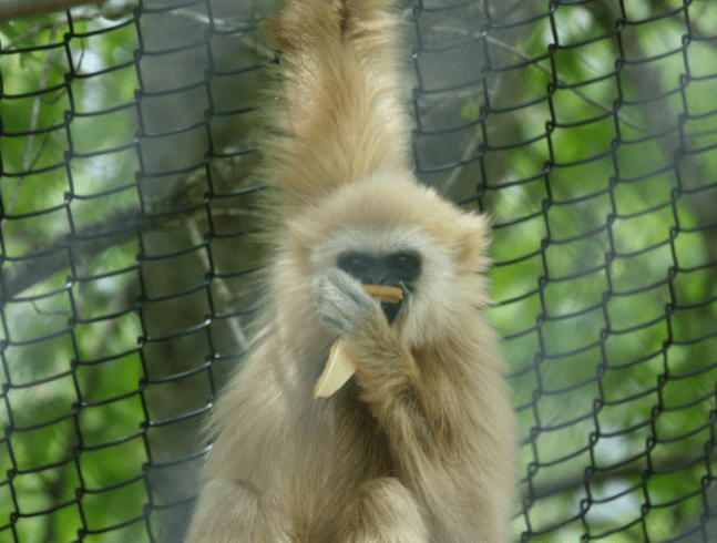 Behind the Scenes: Pizza for the Primates