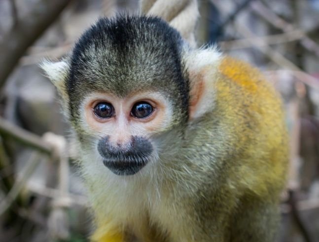 Appuyer le sanctuaire Akumal Monkey