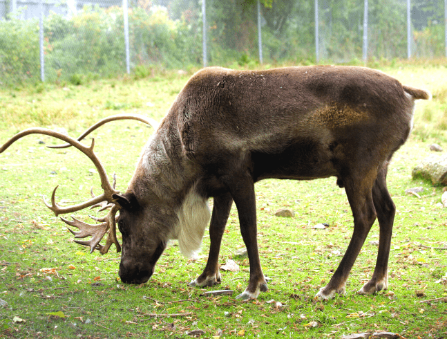 CARIBOU DES BOIS